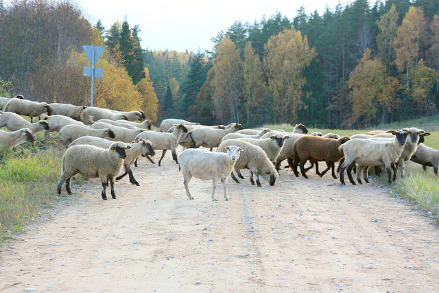 gauja national park