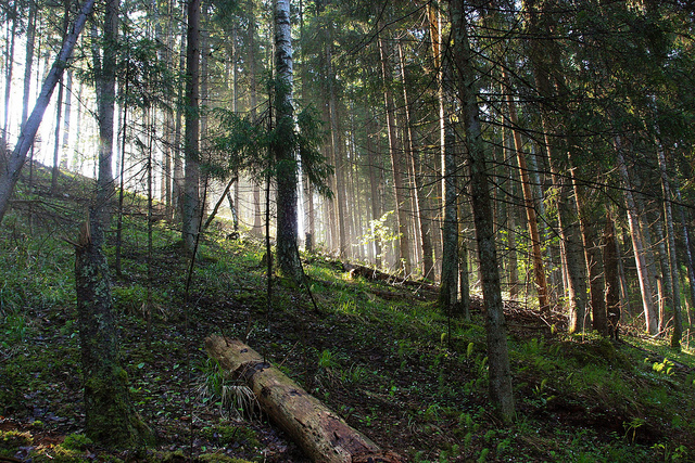 gauja national park